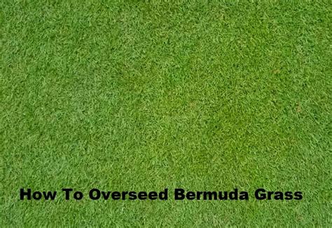 When And How To Overseed Bermuda Grass Easy Gear Life