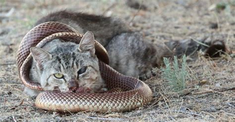 Cat Vs Snake Fight Comparison Who Will Win Wild Fighting