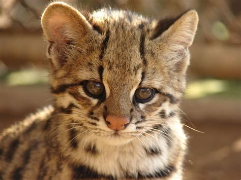 Oncilla Little Spotted Cat Or Anthill Tiger Spotted Cat Wild Cats Cats