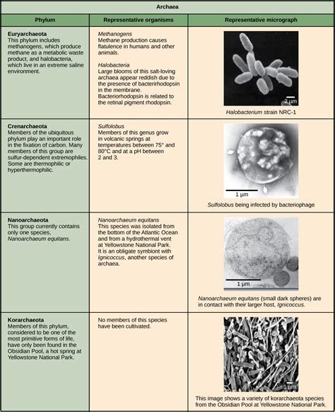 Biology 2e Biological Diversity Prokaryotes Bacteria And Archaea