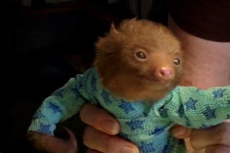 Baby Sloth In A Onesie May Destroy The Internet With Cuteness