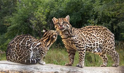 Ocelots As Pets Everything You Need To Know Exoticpetshq
