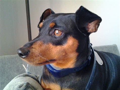 Miniature Pinscher Dog For Adoption In Rochester Ny Adn 664494 On