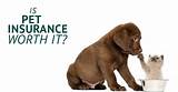 Pet Life Insurance Photos