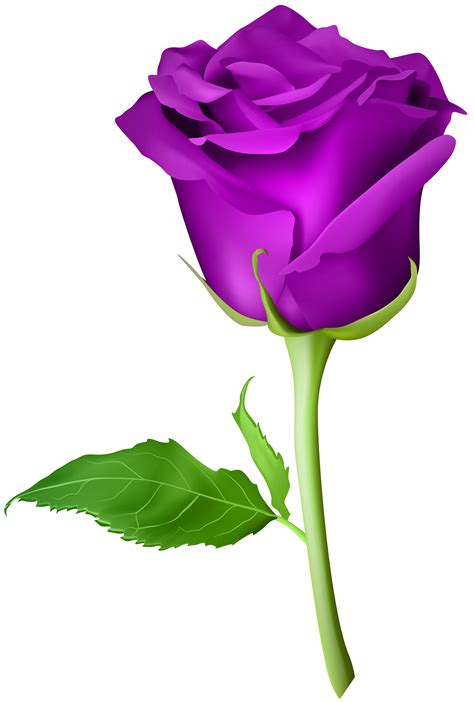 Clip Art Purple Rose 20 Free Cliparts Download Images On Clipground 2023