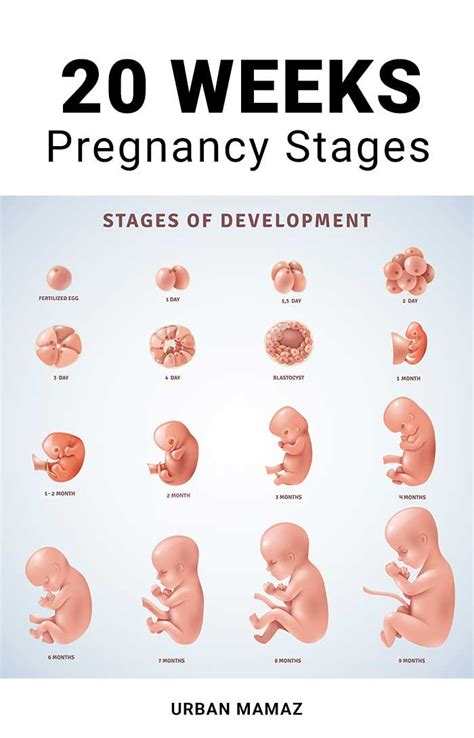 20 Weeks Pregnant 20 Weeks Pregnant Pregnancy Stages Pregnancy Chart