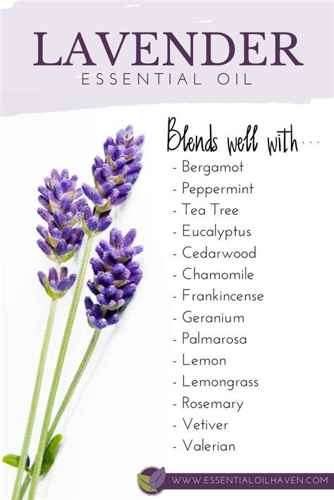 Top 10 Lavender Essential Oil Benefits And How To Use It Lavender