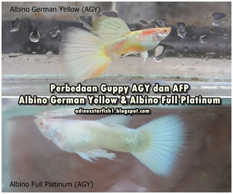Perbedaan Guppy AGY (Albino German Yellow) dan AFP (Albino Full