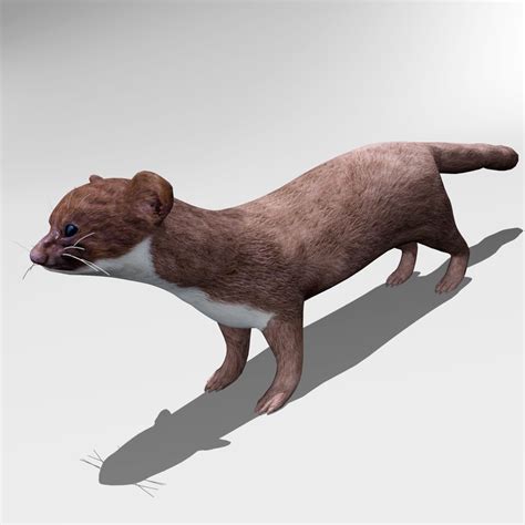 Weasel 3d Model