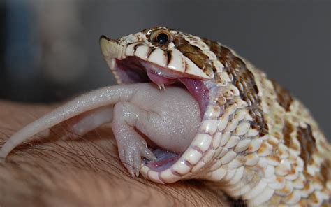 Shed Snake Tooth Reptile Forums