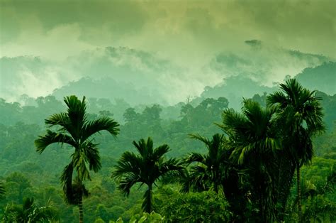 Southeast Asias Forests Their Future Affects Ours European Commission