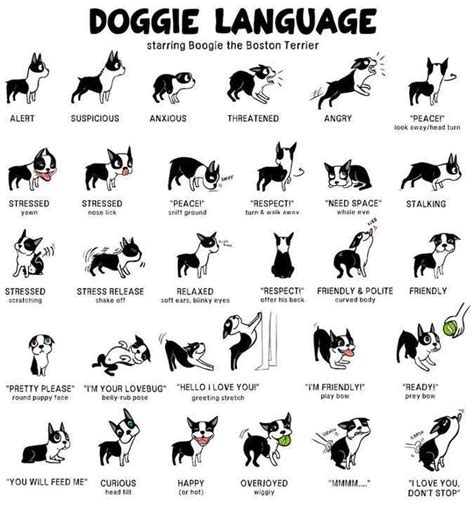 Doggie Language Dog Body Language Dog Language Dog Life Hacks