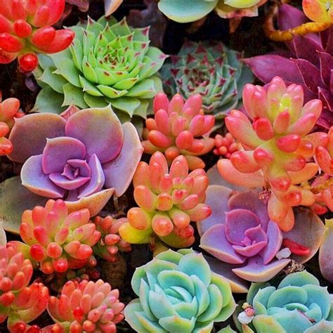 Large Colorful Succulents Echeveria Succulents Come In A Variety Of