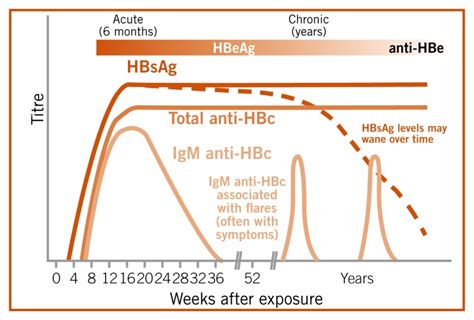 Fig 43 Chronic Hbv Infection Who Guidelines On Hepatitis B And C