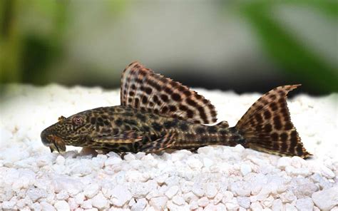 Common Pleco Hypostomus Plecostomus Ultimate Care Guide Fish