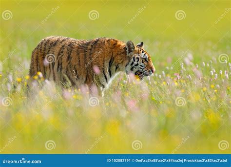 Tiger In Blooms Flowered Meadow With Tiger Tiger With Ping And Yellow