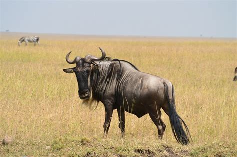 The Wildlife Of Serengeti National Park Animals Network