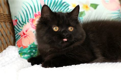 Black Doll Face Persian Kitten For Sale