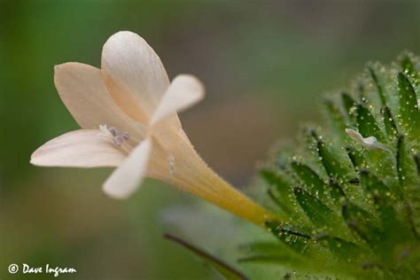 http://islandnature.ca/2012/07/large-flowered-collomia/