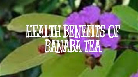 Health Benefits Of Banaba How To Make Banaba Tea Banaba Leaves