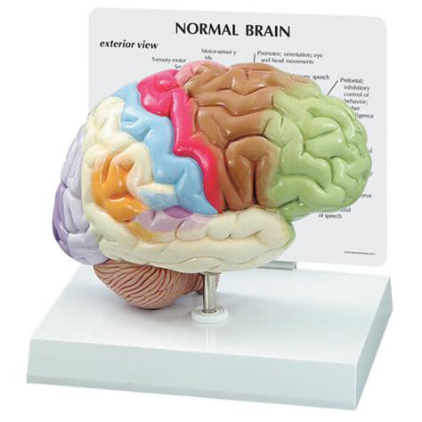 Sensorymotor Half Brain Model Nimco