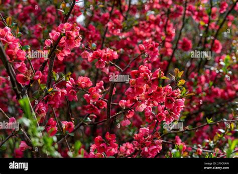 Springtime Red Blossoms On A Bush In Garden With Bees Stock Photo Alamy