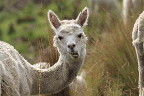 South American Alpaca The Cutest Animal In The World Stock Image