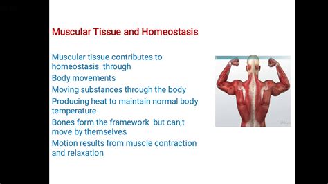 Muscular Tissues Its Properties And Function Youtube