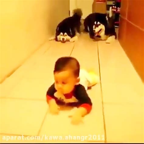 بازی سگ با بچه