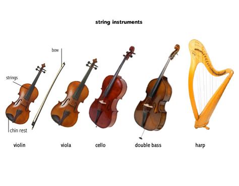 Instruments Of The Orchestra Strings Diagram Quizlet