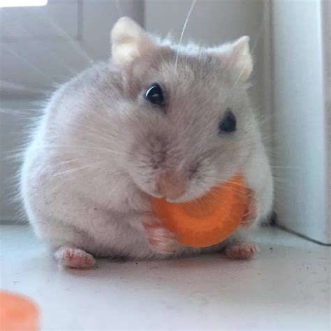 Pin On Hamsters