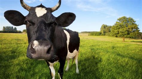 Secuencian Por Primera Vez El Genoma Completo De Una Vaca Lechera