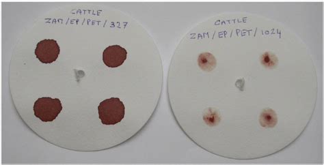 Dried Blood Spots Left And Buffy Coats Right On Labelled Filter