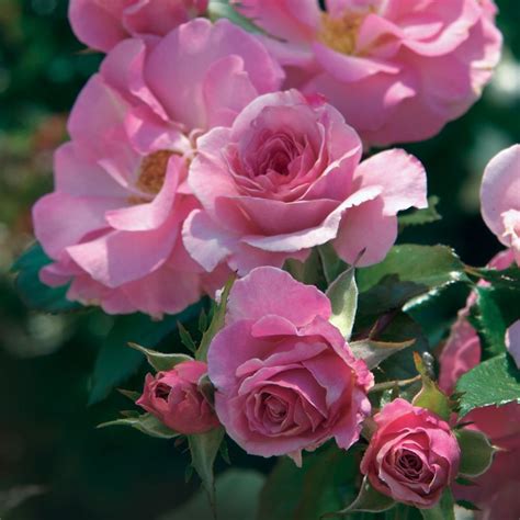 Kimberlina Floribunda Rose Hybrid Tea Roses Floribunda Roses