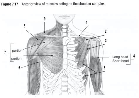 Chapter 7 Figure 717a Anterior View Of Muscles Acting On The