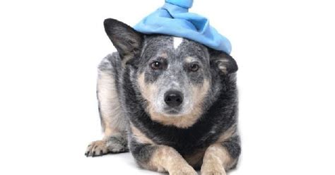 Calazar Tem Cura Em Cachorro
