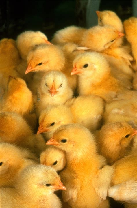 Free Images Cute Young Beak Small Yellow Chicken