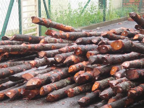 Pembekal kayu bakau @ kayu bakau supplier @ bakau pile supplier untuk tapak pembinaan. My Construction Industry: PILING (CERUCUK)