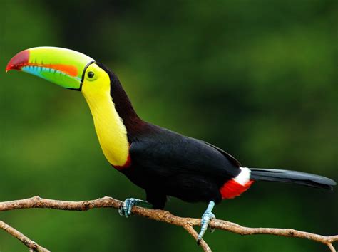 Birding In Belize Top 5 Most Iconic Birds Of Belize