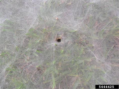 Funnel Web Spider Agelenopsis Spp Araneae Agelenidae 5444425