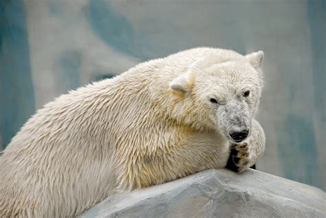 Sad Polar Bear Close Up Looks At Me Lying On His Paws Zoo Stock Photo