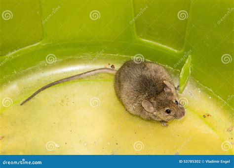 Mouse Wildlife Animal Mammal Small Big Tail Stock Photo Image Of