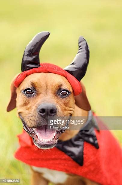 Dog Devil Costume Photos And Premium High Res Pictures Getty Images