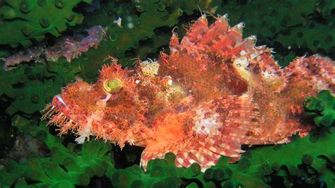 Lionfish And Scorpionfish Facts Underwater Asia