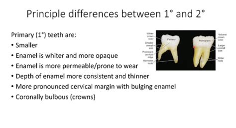 Tooth Features Deciduous Dentition Flashcards Quizlet