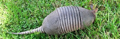 Aug 30, 2019 · the bait used by successful trappers is earthworms in a ball of dirt and placed in the toe of an old nylon stocking. Methods to Kill an Amadillo