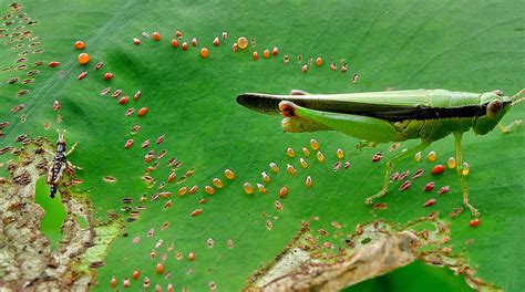 Grasshopper Laying Eggs Photograph By Roy Foos Fine Art America