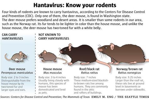 Deer Mice Cute But Potentially Deadly Carriers Of Hantavirus