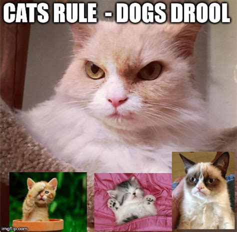 Cats Rule Imgflip