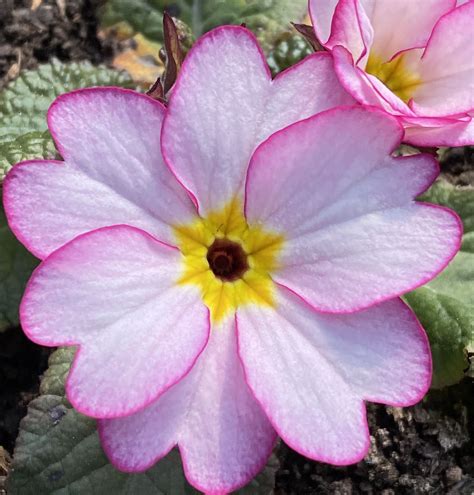 Edible flowers ottawa where to buy. Beautiful organic, seasonal, British edible flowers in ...